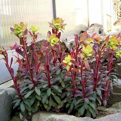 Euphorbia, purple